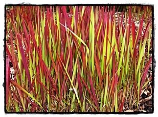 Japanese Red Grass