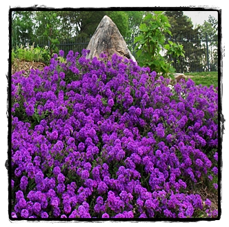 Perennial Verbena Ground Cover