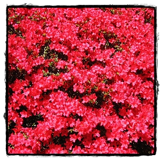 crimson azalea