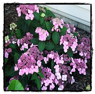  the twist n shout is a hydrangea a gardener is sure to love the twist