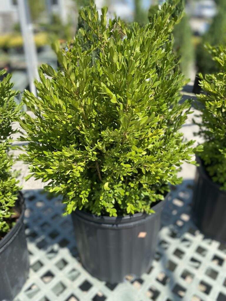 boxwood green gem