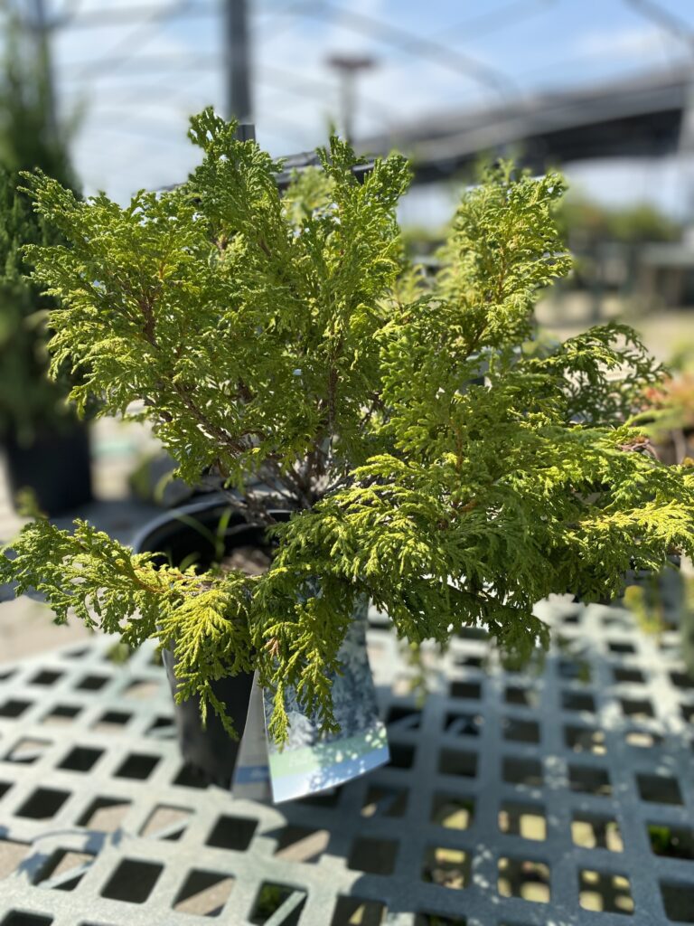 Chamaecyparis, King's Gold False Cypress 7-31-24