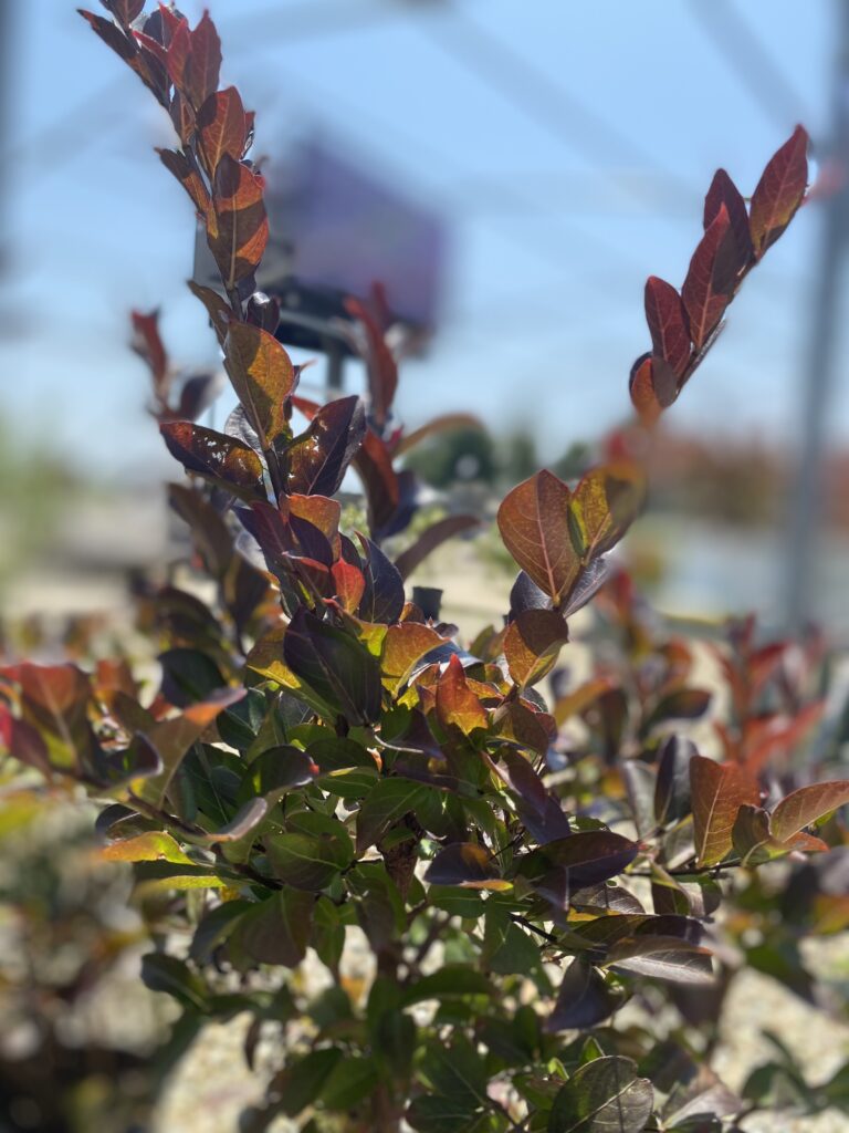 Crapemyrtle, Enduring Red 7-31-24 (1)