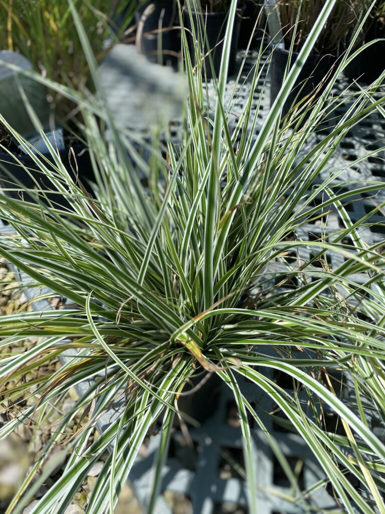 Grass, Everest Carex Sedge 7-31-24 (1)