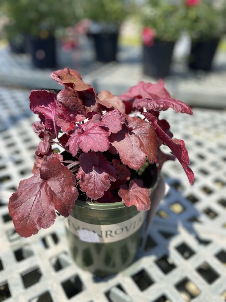 Heuchera - Coral Bells, Fire Alarm 7-31-24 (3)