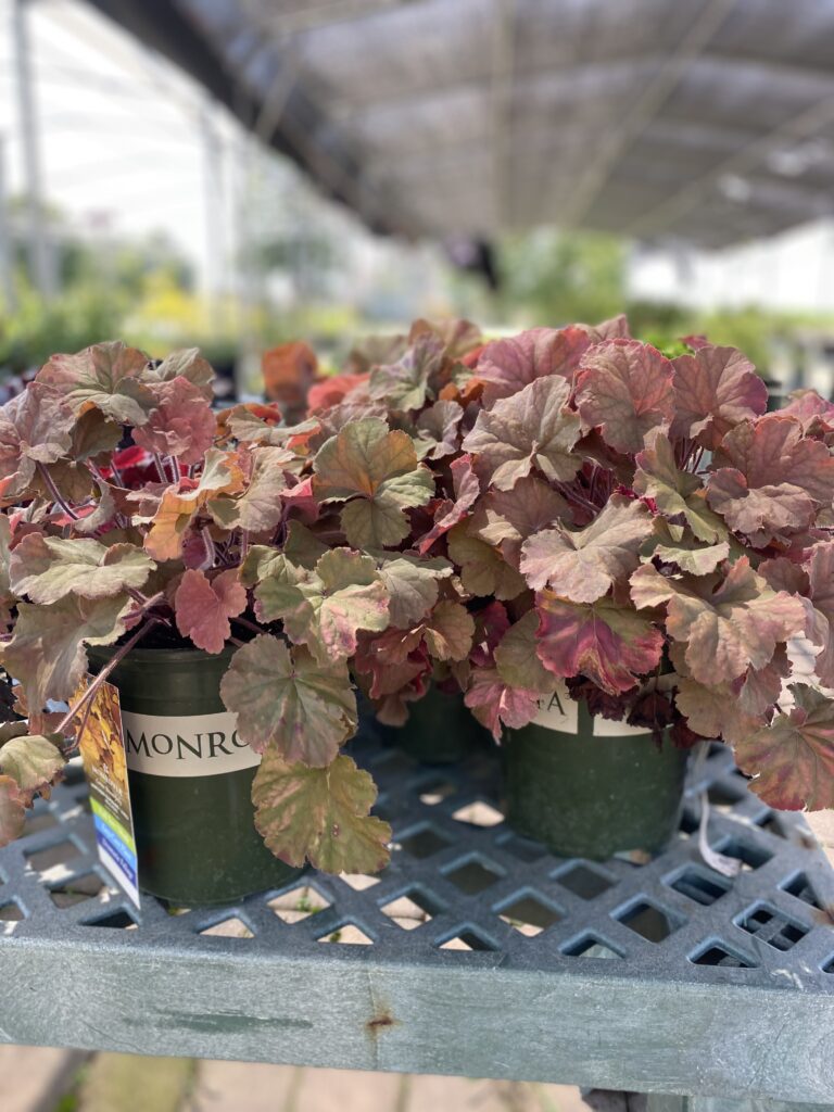 Heuchera -Coral Bells, Northern Exp Amber 7-31-24.j (3)