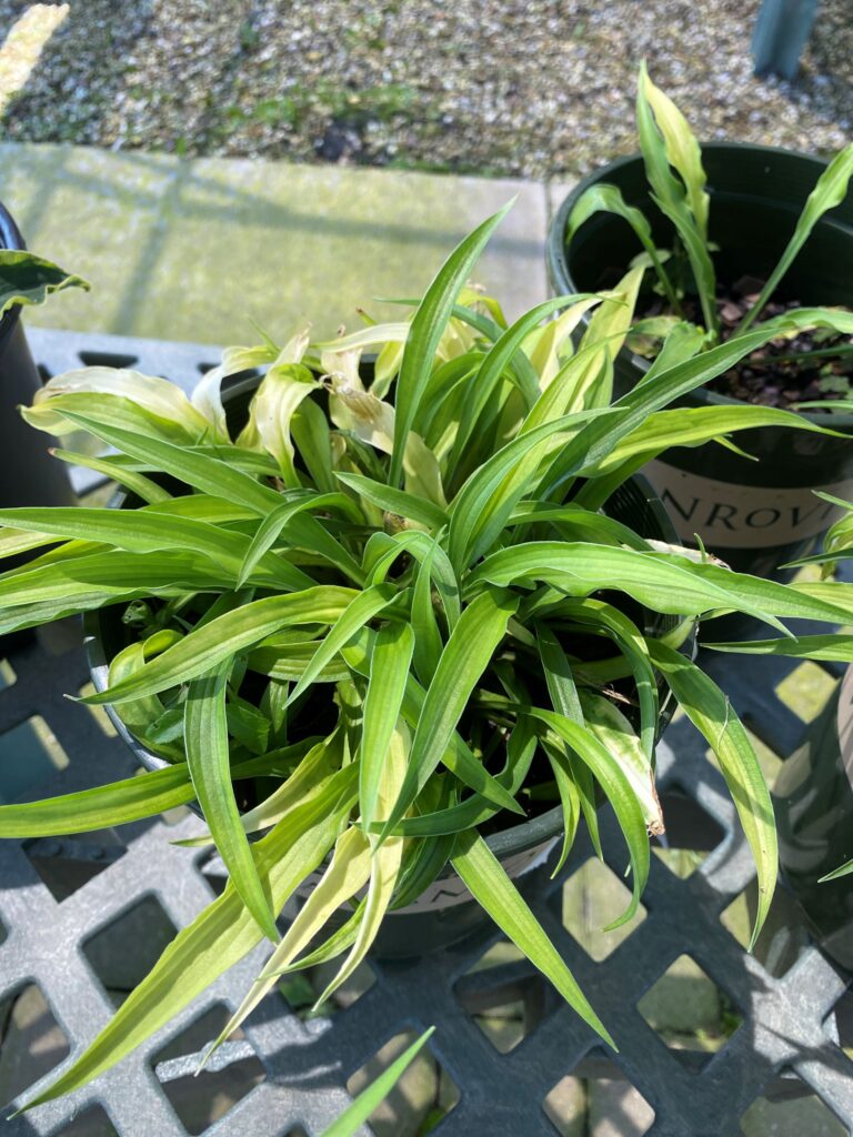 Hosta, Curly Fries 7-31-24 (3)