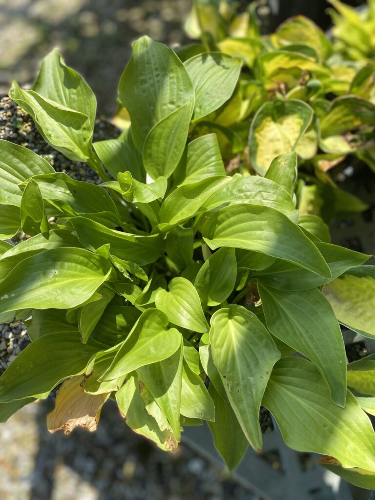 Hosta, Rainforest Sunrise 7-31-24 (3)