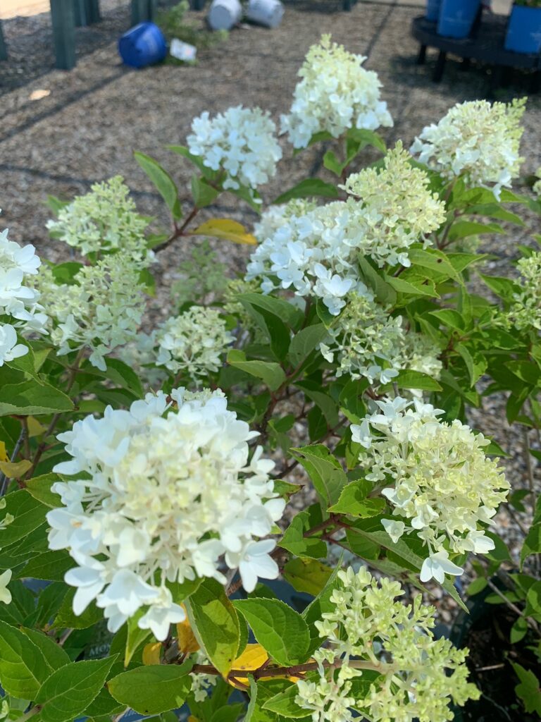 HydrangeaCandyApple (1)