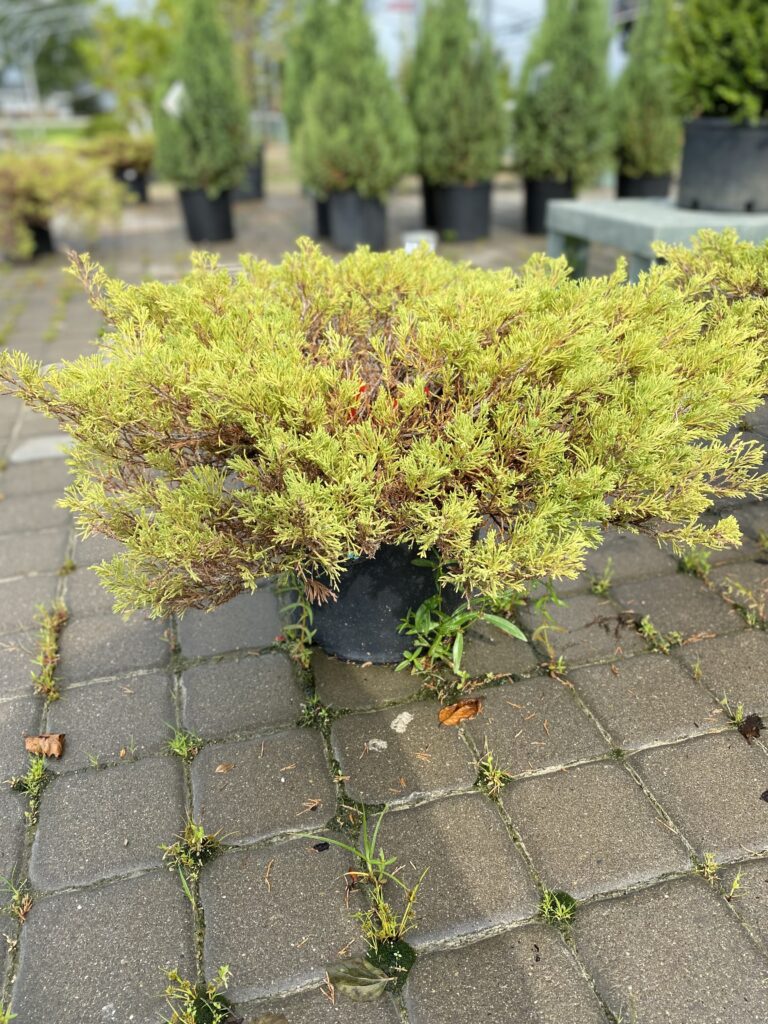 plumosa juniper