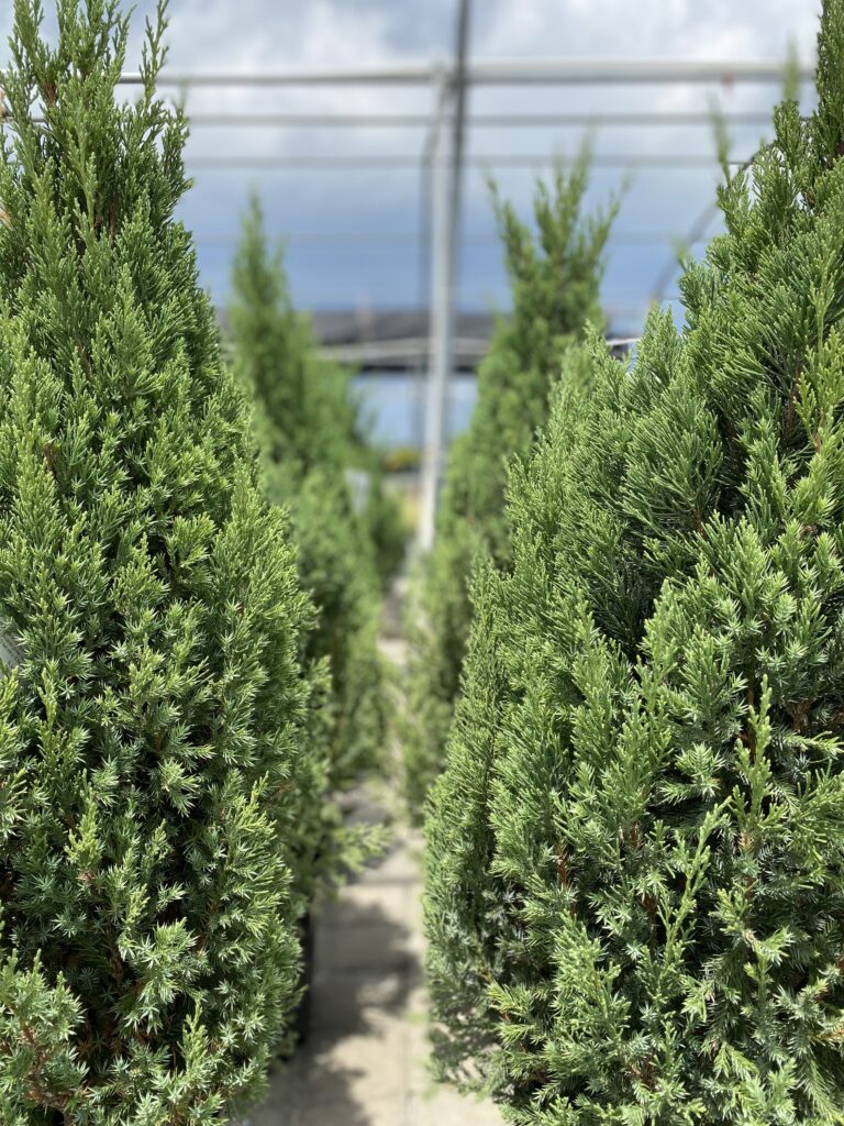 blue point juniper