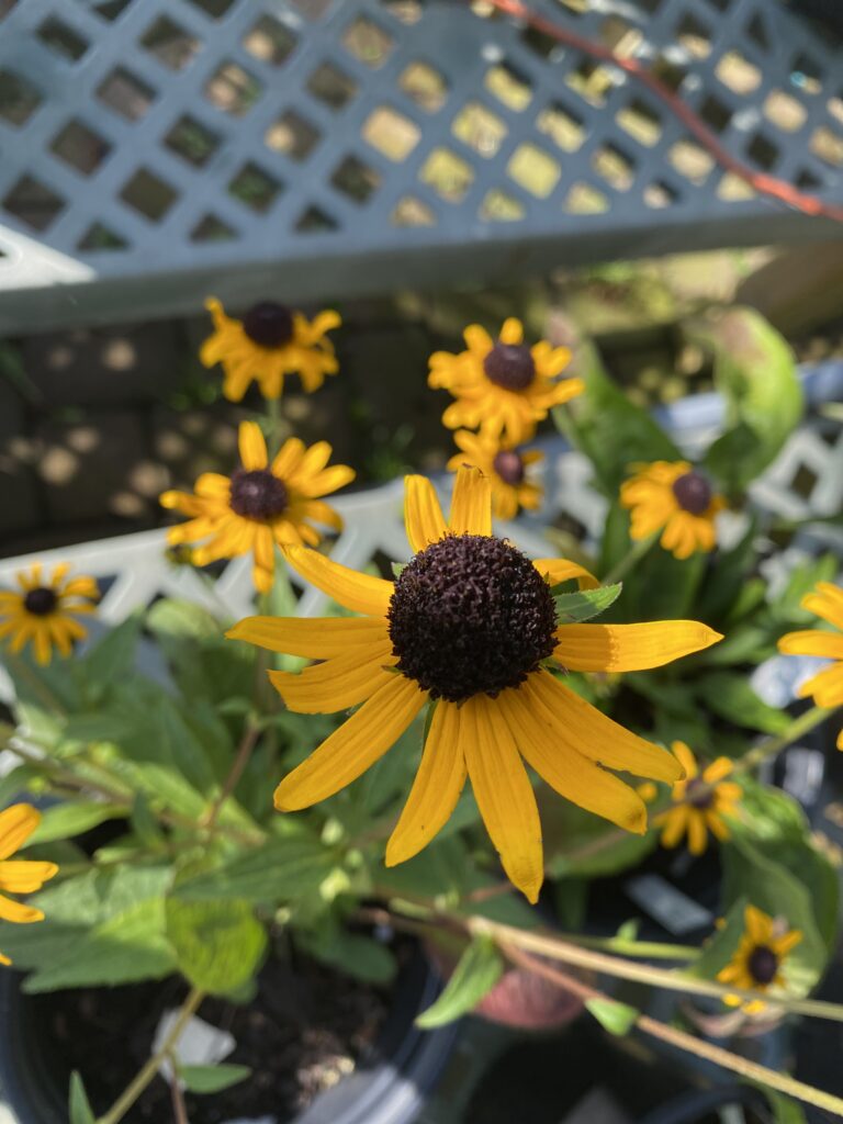 Rudbeckia, Black Eyed Susan 10-1 (3)