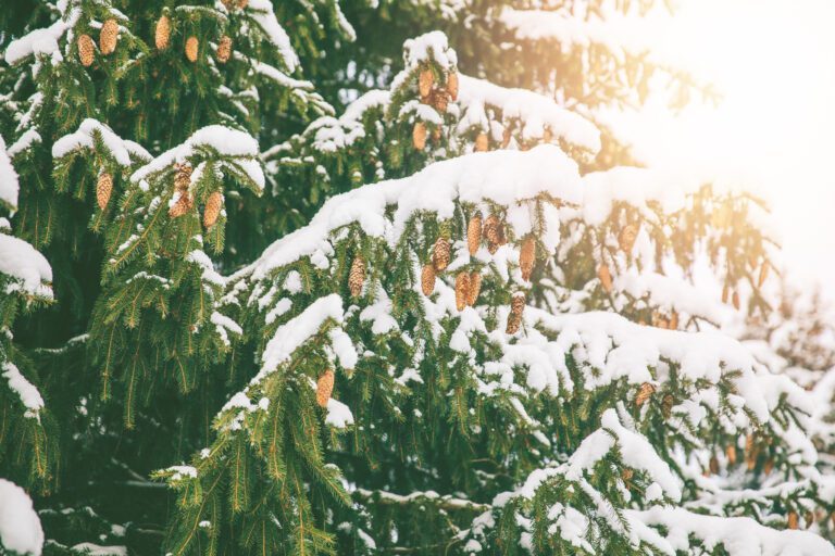 Evergreens in the snow