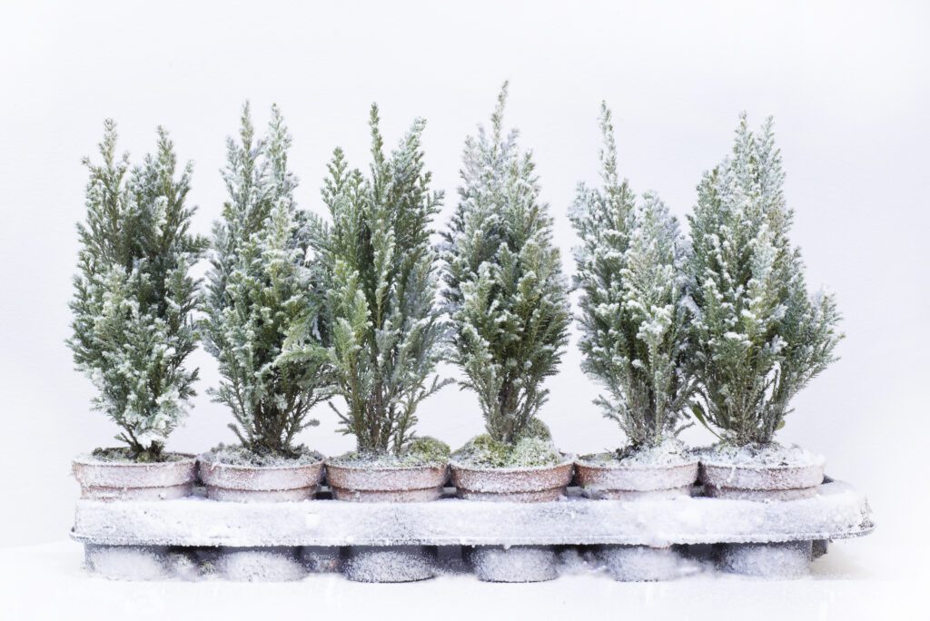 Winter trees in the snow. Small cypress Christmas trees covered with artificial snow in pots on a white background of a flower shop window. Sale of Christmas trees.