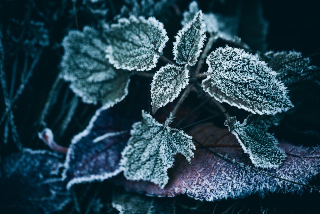 frosted plants